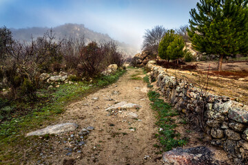 Roacks, grass, conifers and road with fence to the fog