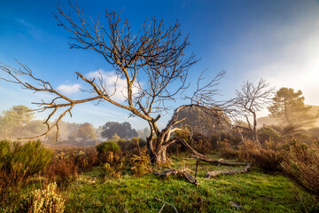 Cistu, grass, fig tree and fog