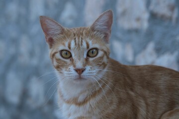 Ginger Cat Close-Up with Stone Wall Background