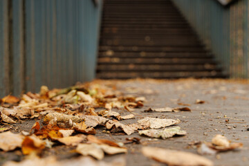 Crisp golden and brown leaves blanket the ground along an inviting pathway towards a quiet staircase in autumn.
