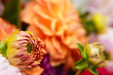 Red, white, yellow dahlia august colorful background. View of multicolor dahlia flowers. Beautiful dahlia flowers. Summer flowers is genus of plants. Side view. Wallpapper. Banner.
