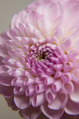 Beautiful pink Dahlia flower. Colorful dahlia garden flower. Blossoming dalias bloom. Wallpaper backdrop. Side view. 