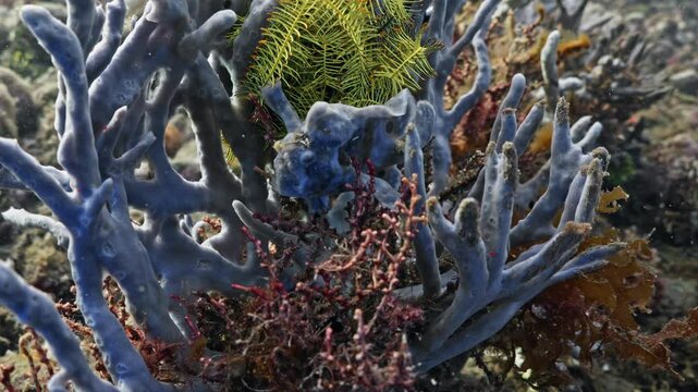 Frog Fish in Close up Shot in the Coral - Bunaken and Siladen Reef, in the North Sulawesi in Indonesia
