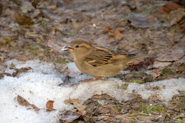 sparrow on the ground eats ice