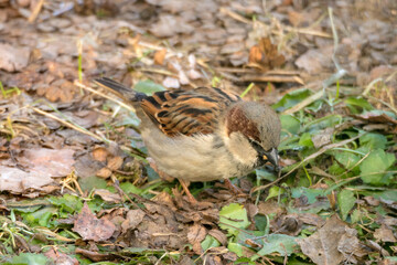 portrait of a sparrow on the ground