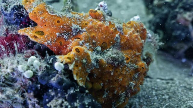 Frog Fish in Close up Shot on the Black Sand, muck dive - Bunaken and Siladen Reef, in the North Sulawesi in Indonesia