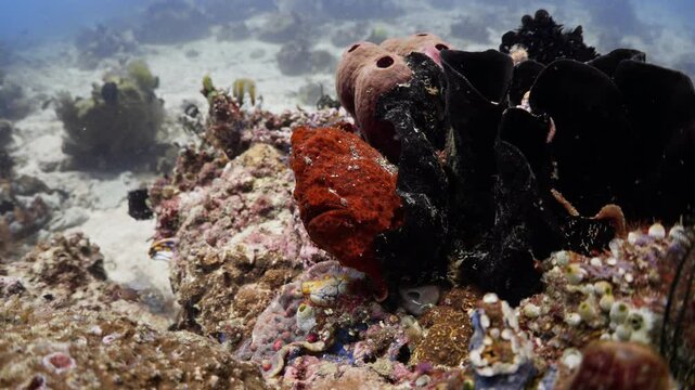 Frog Fish in Close up Shot in the Coral - Bunaken and Siladen Reef, in the North Sulawesi in Indonesia