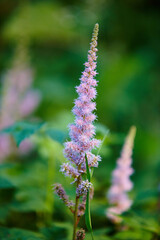 Leaves, environment and garden with plants in summer for eco friendly, ecology and natural botany. Outdoor, garden and floral flowers with astilbe chinensis for sustainability, blossom and growth