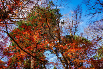 蘆花恒春園　徳冨蘆花旧宅付近の紅葉（東京都世田谷区）