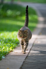 Cat walks in the park