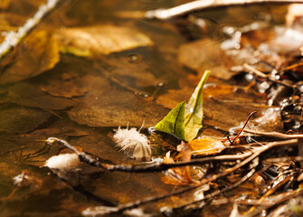 Golden leaves and soft fibers drift gently on a still pond, embodying the serene, peaceful essence of autumn.