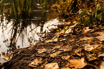 Golden autumn leaves cover the ground near still waters, creating a peaceful atmosphere as sunlight glimmers softly.
