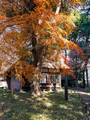 Naklejka premium 蘆花恒春園 徳冨蘆花旧宅付近の紅葉（東京都世田谷区）