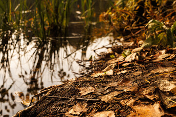 Golden autumn leaves scattered along the muddy bank of a serene pond reflecting soft light.