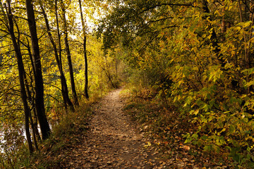 Walk along a peaceful trail lined with brilliant autumn foliage, basking in warm golden hues and nature's embrace.
