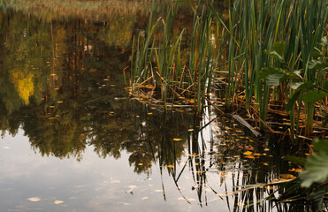 Golden leaves drift on the water's surface, surrounded by vibrant foliage, creating a peaceful autumn retreat.