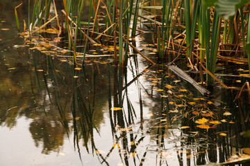 Golden autumn leaves drift gently on still water, creating a beautiful reflection amid the tall reeds.