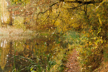 Wander through a peaceful lakeside trail adorned with brilliant autumn leaves and gentle waters at sunset.