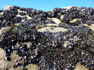 Blue mussel (Mytilus edulis) on rocks on the wild coast between Batz sur Mer and Le Croisic, in the Loire-Atlantique department in western France.