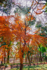 Naklejka premium 蘆花恒春園 徳冨蘆花旧宅付近の紅葉（東京都世田谷区）