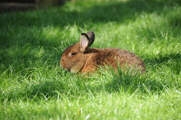 hase nager wiese