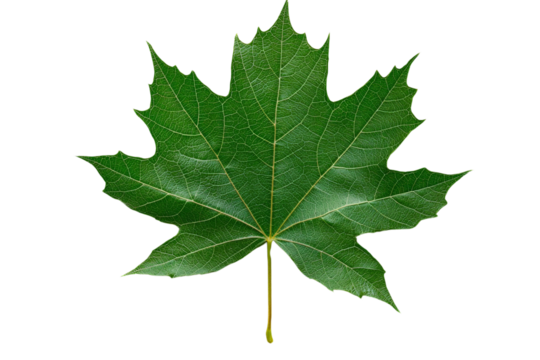 A broad maple leaf with distinct lobes, isolated on a transparent background, PNG file.