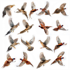 Obraz premium faisant, mâle, femelle, chasse, gibier, oiseau, volant, silhouette, nature, animal, oiseau, vecteur, ailes, noir, isolé, blanc, ailes; vol, faune, illustration, ciel, pigeon, sauvage, , empennage,
