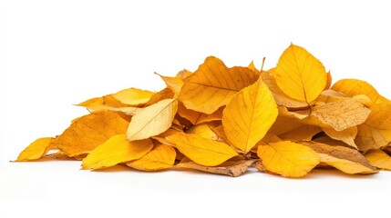 A pile of yellow autumn leaves isolated on a white background.