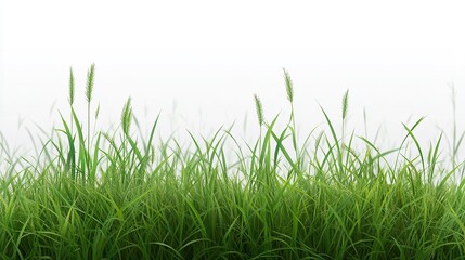 Obraz premium Lush Green Meadow Blades Under Bright Sky