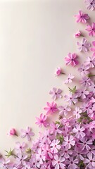 Set of Pink , red , purple and white Creeping Phlox  flowers isolated on white backround 