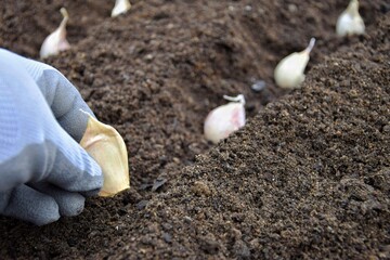 Planting garlic cloves in soil in the garden.  Spring and autumn gardening.