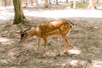 Young Spotted Deer Grazing in a Sunlit Forest Clearing