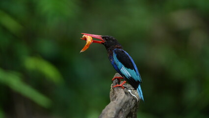 Birds Are Eating Fish