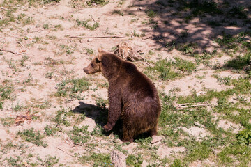 Obraz premium Majestic Grizzly Bear Standing in a Natural Habitat