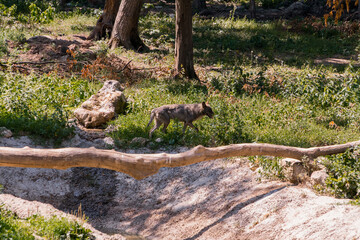 Lone Wolf Walking Through a Sunlit Forest Clearing
