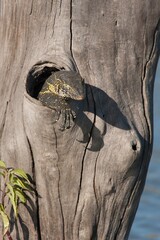 Nile monitor sitting in hole in tree