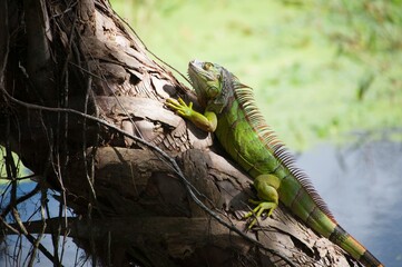 Green iguana sitting on tree