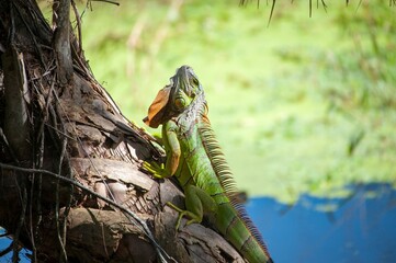 Green iguana sitting on tree