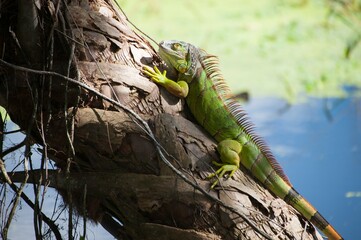 Green iguana sitting on tree