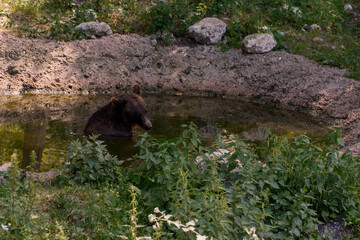 A Brown Bear Relaxing in a Natural Pond Surrounded by Lush Greenery
