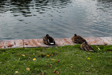 
ducks resting on the bank of a river