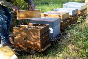 Apiculture - Apiculteur tenant un cadre de cire au dessus d'une ruche, lors d'une visite sanitaire...