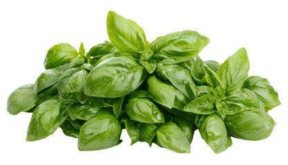 Fototapeta premium Bunch of Basil greens leaves isolated on a transparent background PNG