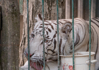 Naklejka premium Majestic White Tiger Behind Bars in Its Enclosure