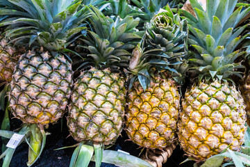 Fresh Harvest: Pineapples Ready for Enjoyment