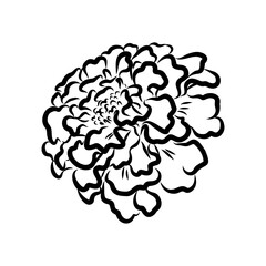 Hand drawn Marigold Flower Sketch Illustration Engraving Woodcut Vintage Style Vector Line Art