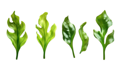 Seaweed algae isolated on a transparent background PNG 