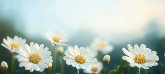 Fototapeta premium Spring blooming daisies. Beautiful white chamomile flowers on blurred pastel background.