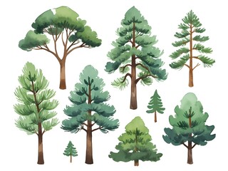 Fototapeta premium Watercolor Pine forest tree, Forest Tree Clipart, Pine Tree, Woodland Tree, Forest Landscape, Watercolor Tree, white background, Digital wall art