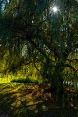 Fototapeta premium autumn in the park sun shining through a willow tree